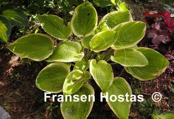 Hosta Orange Crush